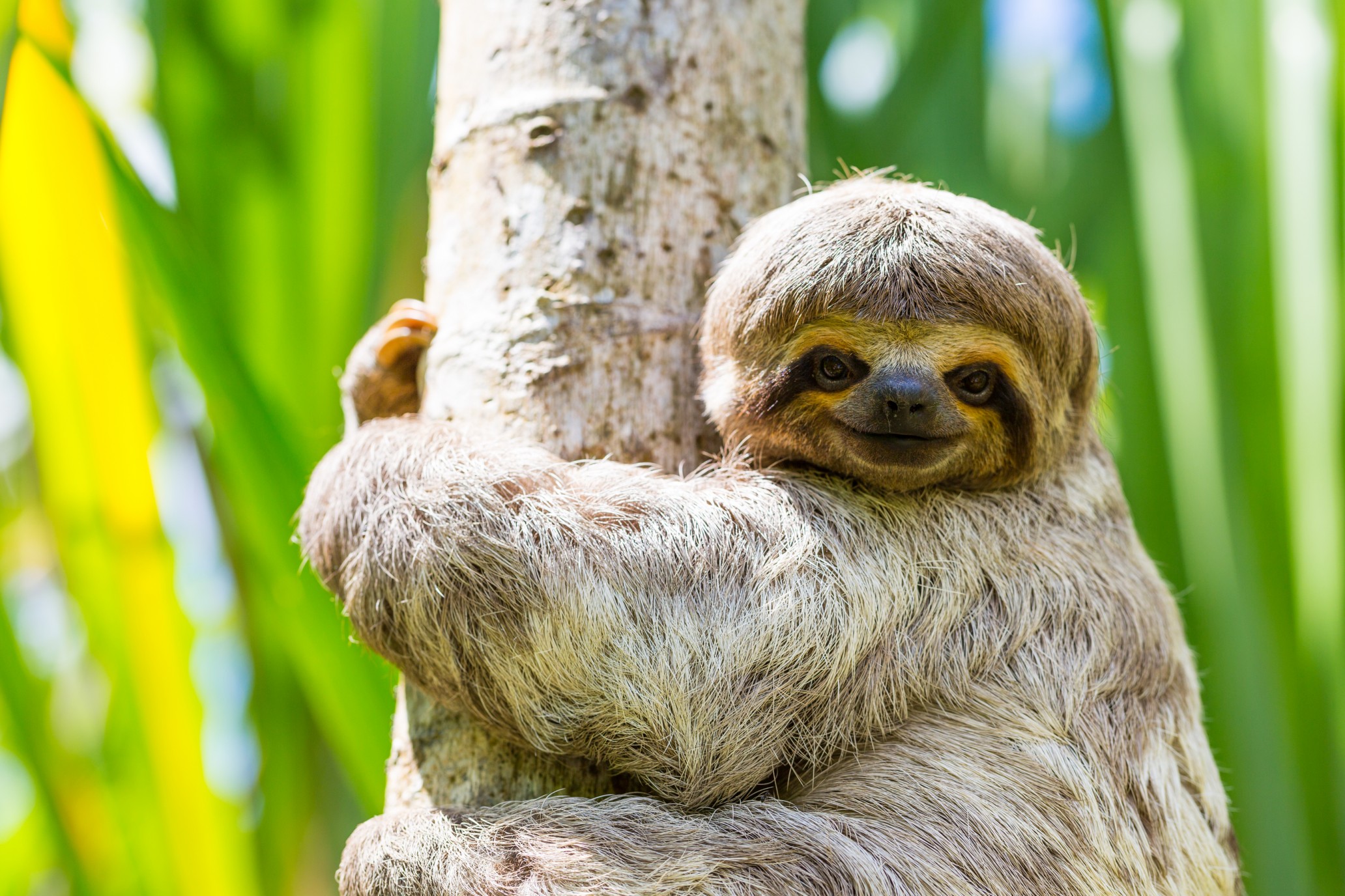 Can I Buy A Sloth : Why Sloths Do Not Make Good Pets Are Sloths Dangerous - Sold and shipped by lambs & ivy.