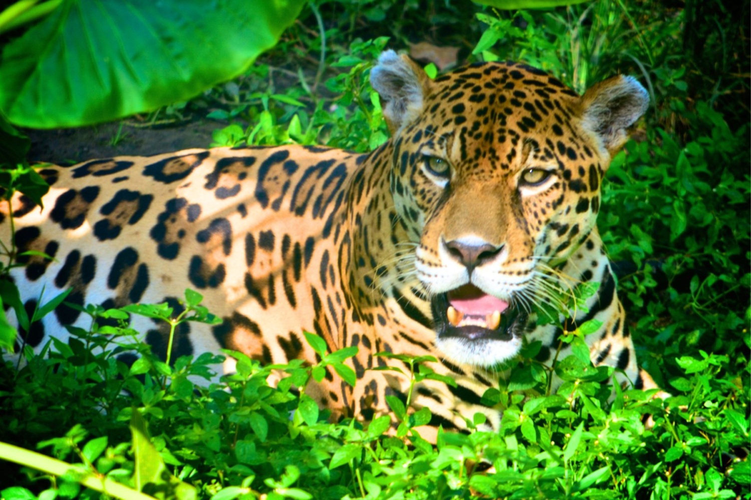 A Jaguar in Brazil