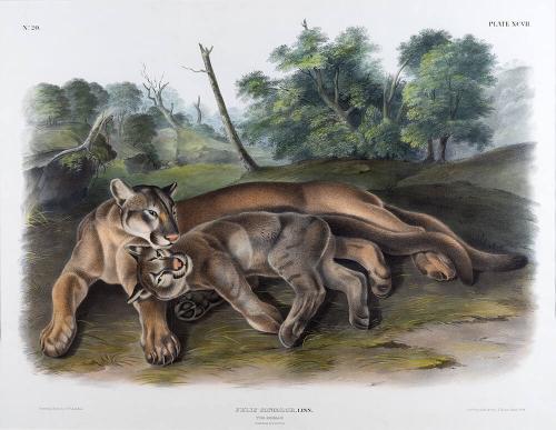 Audubon drawing - female cougar and young
