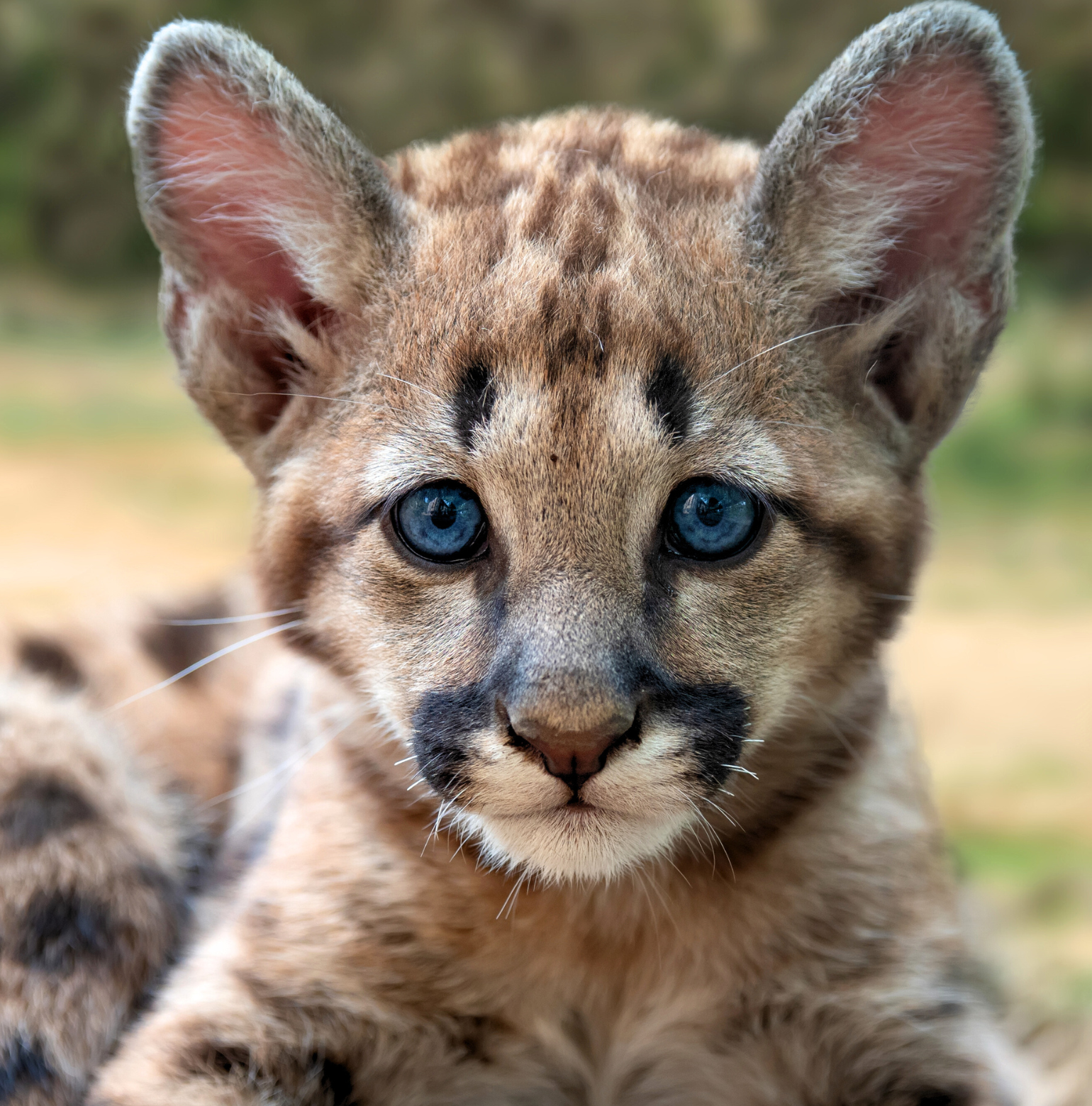 mountain lion cub