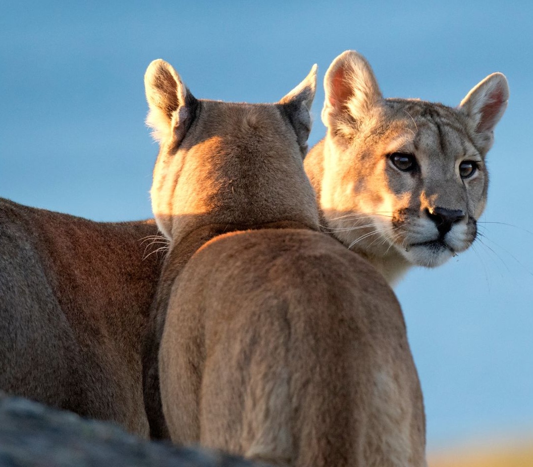 Two young mountain lions