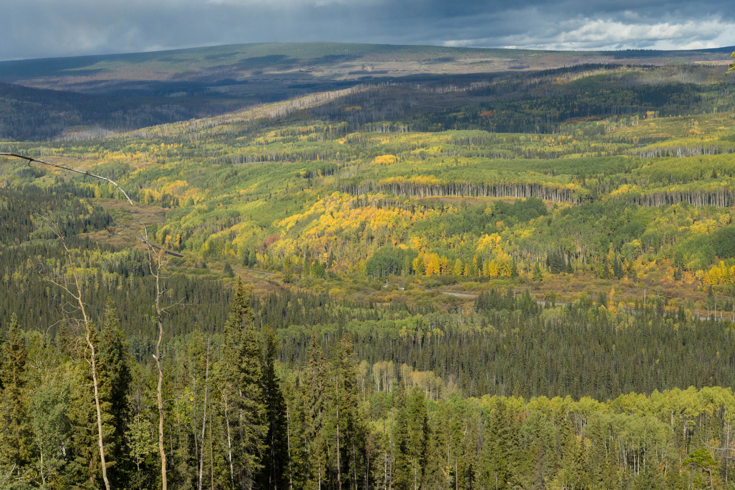 Scenic vists of forests in British Columbia, Canada