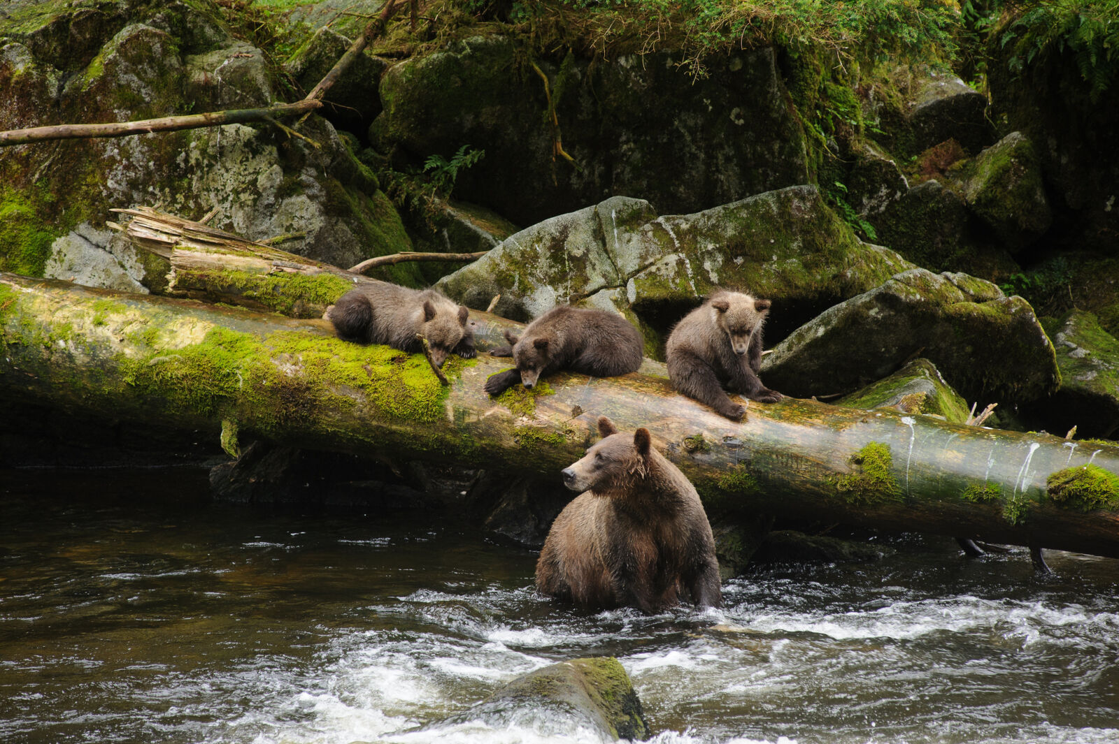 Brown bears in the Tongass