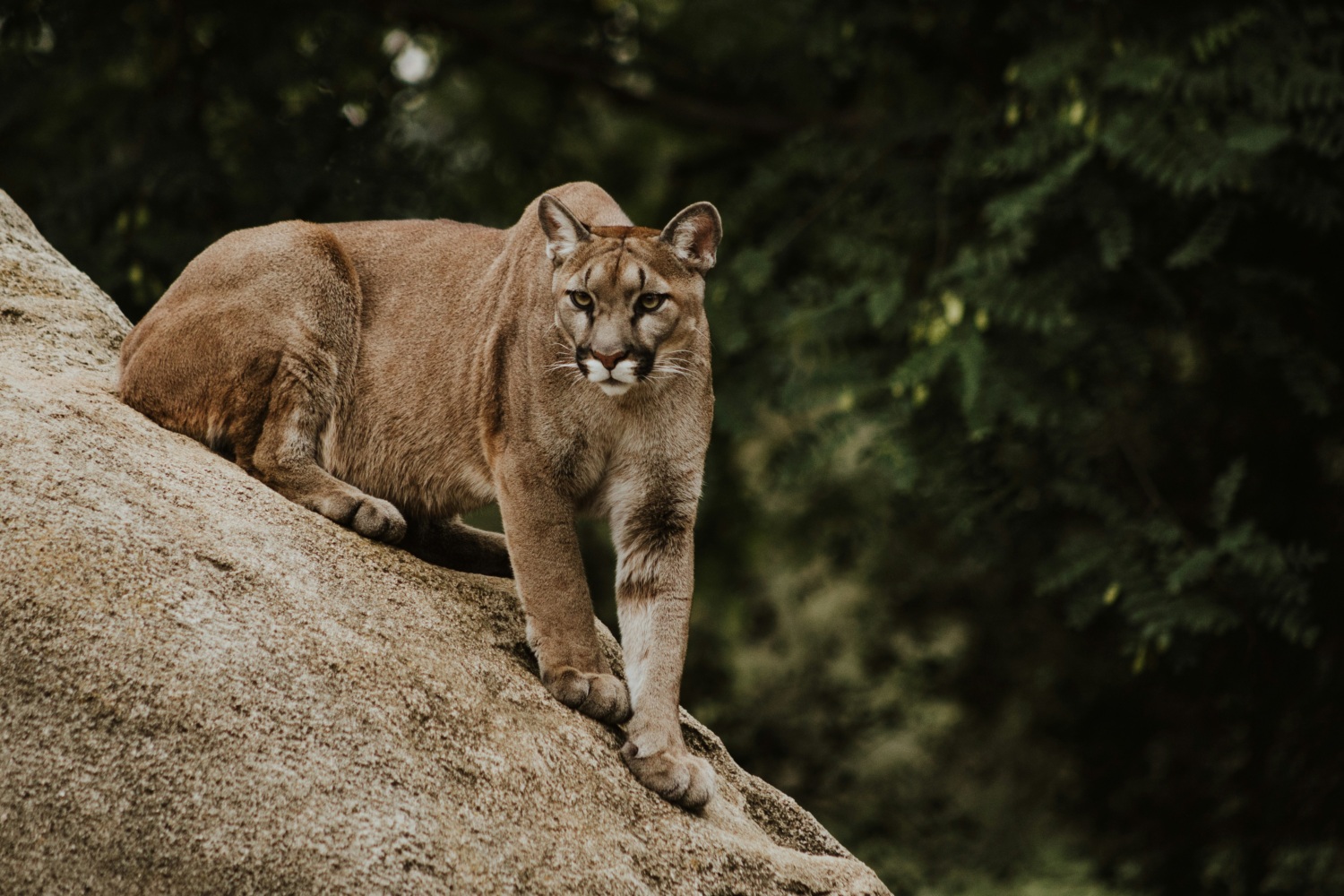 cougar on a rock