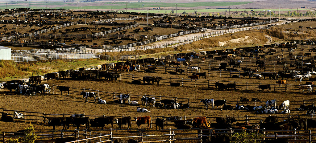 Chinese supermarkets risk losing face on climate inaction - Mighty Earth