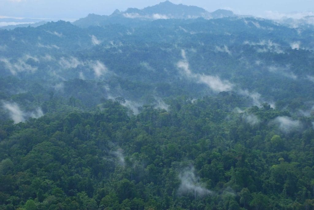 papua rainforest - Mighty Earth